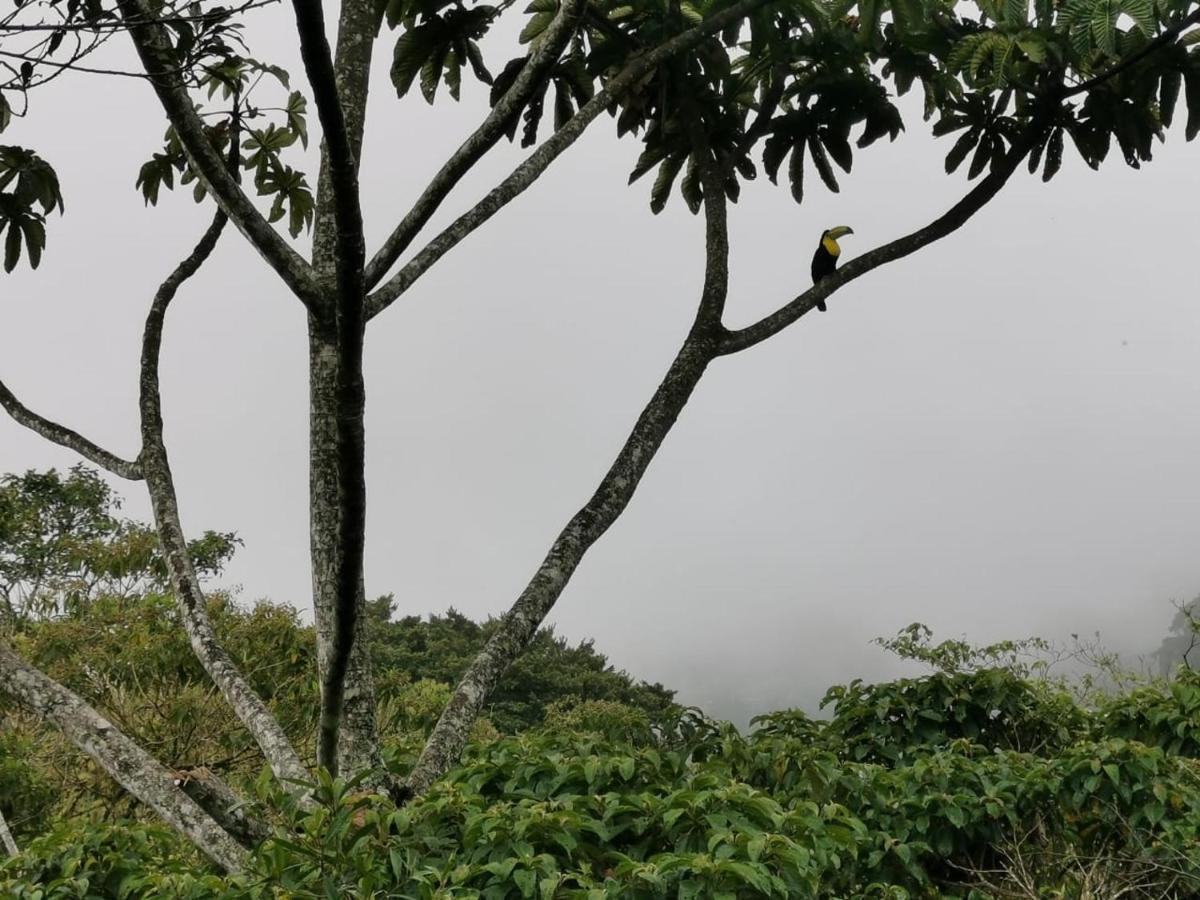 Cabanas El Bosque Turrialba Exterior photo